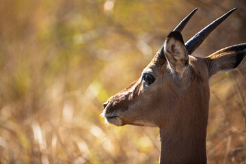 Obraz premium Close-up portrait of an impala antelope in African savannah
