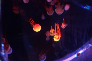 Jellyfish, moon jellyfish, Aurelia aurita and other type of jelly fish in Lotte Aquarium, Hanoi, Vietnam