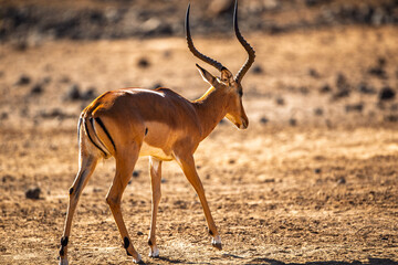 Male Impala Walking in African Savannah