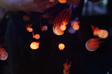 Jellyfish, moon jellyfish, Aurelia aurita and other type of jelly fish in Lotte Aquarium, Hanoi, Vietnam