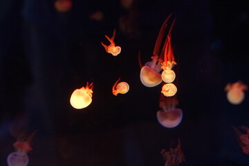 Jellyfish, moon jellyfish, Aurelia aurita and other type of jelly fish in Lotte Aquarium, Hanoi, Vietnam