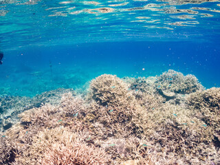 美しいデバスズメダイ、ミスジリュウキュウスズメダイ（スズメダイ科）他の群れの半水面撮影。
英名学名：Blue green damselfish, Blue green chromis (Chromis viridis), Whitetail dascyllus, Dascyllus aruanus
巨大なサンゴ礁と熱帯魚の群れ。
沖縄県島尻郡慶良間諸島座間味島嘉比島-2025/6/27
