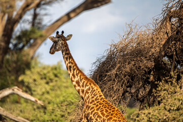 Close-Up of a Giraffe in the African Savanna
