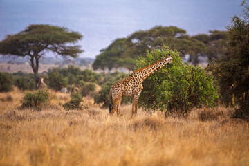Giraffe Feeding on Green Bush in African Savannah
