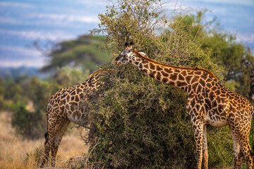 Two Giraffes Feeding on Acacia Tree in African Savanna