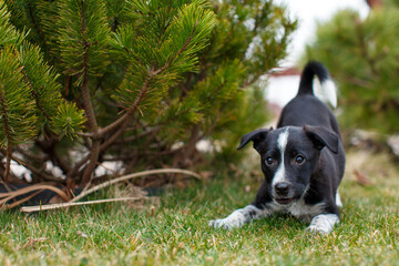 Portrait of cute playful black and white mongrel puppy on the lawn in the yard