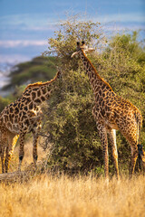 Two Giraffes Feeding on Acacia Tree in African Savanna