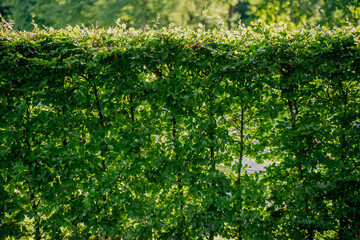 Dense green hedge in summer sunlight, lush foliage wall in park or garden, natural privacy screen, fresh greenery, outdoor landscaping element, eco friendly barrier, healthy vibrant plant leaves