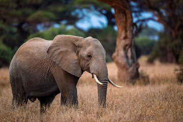 Obraz premium African elephant walking in savannah, Kenya