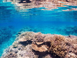 美しいデバスズメダイ、ミスジリュウキュウスズメダイ（スズメダイ科）他の群れの半水面撮影。
英名学名：Blue green damselfish, Blue green chromis (Chromis viridis), Whitetail dascyllus, Dascyllus aruanus
巨大なサンゴ礁と熱帯魚の群れ。
沖縄県島尻郡慶良間諸島座間味島嘉比島-2025/6/27
