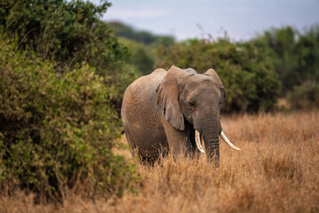 Obraz premium African elephant walking in savannah, Kenya