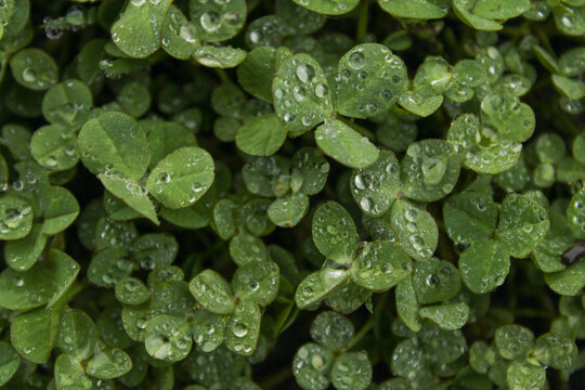 Rain drops on green leaves Fresh clover leaves with morning dew drops in green nature background - Powered by Adobe