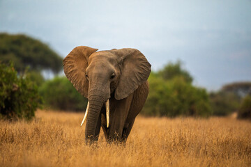 Fototapeta premium African elephant walking in savannah, Kenya