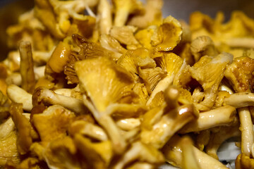 Golden fried chanterelle mushrooms in a rustic pan for traditional cooking