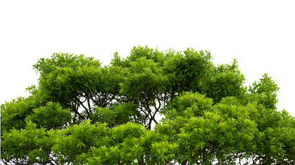 Fototapeta premium vibrant, lush green tree canopy with leaves isolated on white background
