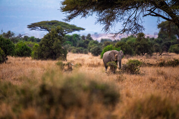 Naklejka premium African elephant walking in savannah, Kenya