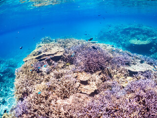 美しいデバスズメダイ、ミスジリュウキュウスズメダイ（スズメダイ科）他の群れの半水面撮影。
英名学名：Blue green damselfish, Blue green chromis (Chromis viridis), Whitetail dascyllus, Dascyllus aruanus
巨大なサンゴ礁と熱帯魚の群れ。
沖縄県島尻郡慶良間諸島座間味島嘉比島-2025/6/27
