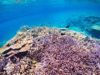 美しいデバスズメダイ、ミスジリュウキュウスズメダイ（スズメダイ科）他の群れの半水面撮影。
英名学名：Blue green damselfish, Blue green chromis (Chromis viridis), Whitetail dascyllus, Dascyllus aruanus
巨大なサンゴ礁と熱帯魚の群れ。
沖縄県島尻郡慶良間諸島座間味島嘉比島-2025/6/27
