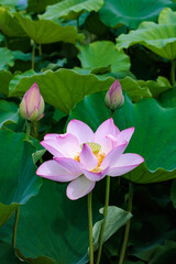 Obraz premium Beautiful pink primitive lotus flowers blooming in a pond in the morning.