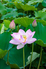Beautiful pink primitive lotus flowers blooming in a pond in the morning.