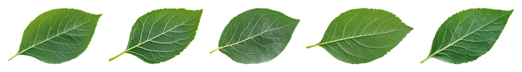 Obraz premium PNG Five green leaves aligned symmetrically, element set on transparent background