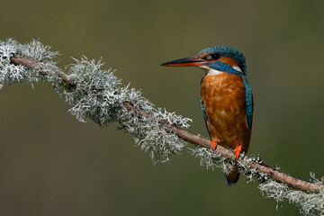 Kingfisher (Alcedo atthis) perched on a oakmoss lichen covered branch