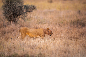 Lioness prowling through dry grassland
