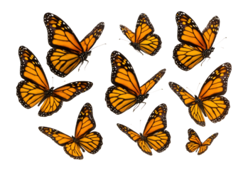 Group of monarch butterflies.