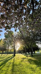 Sunlight through trees, during cherry blossom season in memorial Park, Ireland.