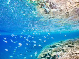 美しいデバスズメダイ、ミスジリュウキュウスズメダイ（スズメダイ科）他の群れの半水面撮影。
英名学名：Blue green damselfish, Blue green chromis (Chromis viridis), Whitetail dascyllus, Dascyllus aruanus
巨大なサンゴ礁と熱帯魚の群れ。
沖縄県島尻郡慶良間諸島座間味島嘉比島-2025/6/27
