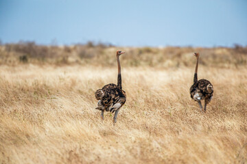 Two Ostriches Walking The African