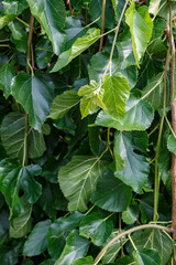 Mulberry tree trunk with green leaves — bark and branches of Morus tree in summer
