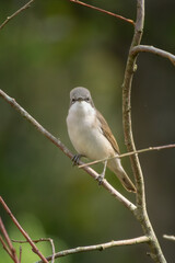 Lesser whitethroat, Sylvia curruca. Little songbird.