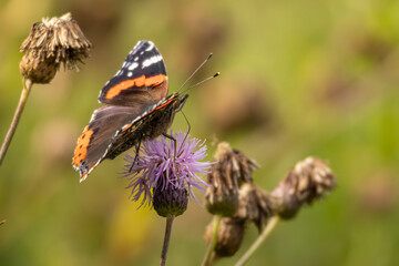 A  red admiral butterfly