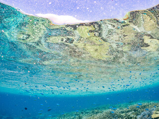 美しいデバスズメダイ、ミスジリュウキュウスズメダイ（スズメダイ科）他の群れの半水面撮影。
英名学名：Blue green damselfish, Blue green chromis (Chromis viridis), Whitetail dascyllus, Dascyllus aruanus
巨大なサンゴ礁と熱帯魚の群れ。
沖縄県島尻郡慶良間諸島座間味島嘉比島-2025/6/27
