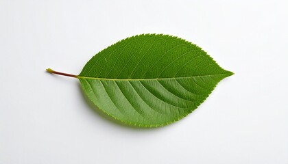 green leaf isolated on white
