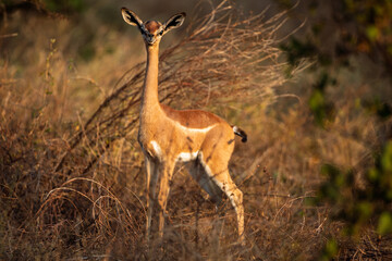 Gerenuk antelope standing in savannah, Kenya
