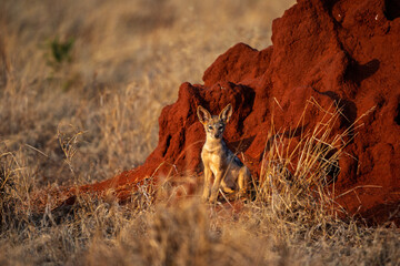 Black-backed jackal sitting near red termite mound, Kenya