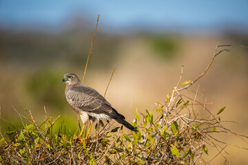 African Hawk Perched on a Branch in Natural Habitat