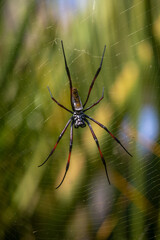 Golden Orb Weaver Spider on Web