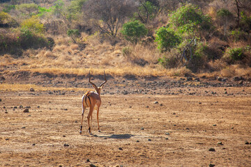 Lone Impala Walking Across Dry African Savannah