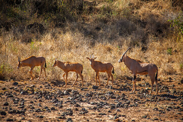 Group of Oryx Antelopes in the African Savanna