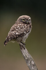 Recently Fledged Little Owl Owlet (Athene Noctua) photographed at dusk in farmland