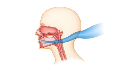 Fototapeta premium Anatomy & Physiology A sagittal diagram of oral cavity to trachea, isolated on white, showing airflow pathway for sleep apnea and snoring education