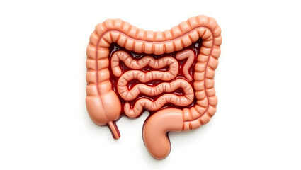 Anatomy & Physiology A small intestine model, isolated on white, showing duodenum, jejunum, ileum, villi, and microvilli for absorption physiology and gastroenterology(2)