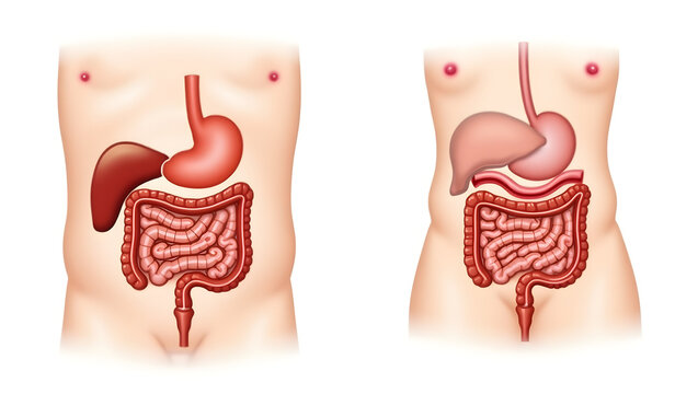 Anatomy & Physiology A side-by-side comparison of adult and pediatric digestive tracts, isolated on white, showing anatomical differences for growth, nutrition (4)