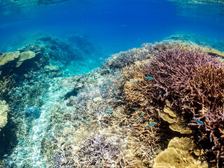 美しいデバスズメダイ、ミスジリュウキュウスズメダイ（スズメダイ科）他の群れの半水面撮影。
英名学名：Blue green damselfish, Blue green chromis (Chromis viridis), Whitetail dascyllus, Dascyllus aruanus
巨大なサンゴ礁と熱帯魚の群れ。
沖縄県島尻郡慶良間諸島座間味島嘉比島-2025/6/27
