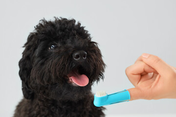 Female hand with toothbrush and Toy Poodle dog on light background, closeup