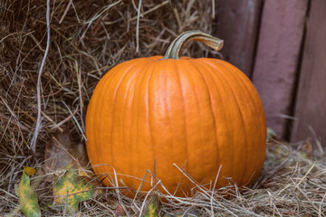 Large Autumn orange fresh Ripe farm pumpkin on hay bales. Fall pumpkins for halloween preparation and thanksgiving. Close-up
