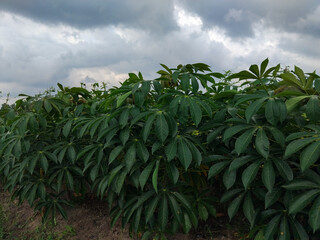Obraz premium Fresh green cassava leaves with water droplets after rain, showing lush tropical foliage in a natural garden setting.